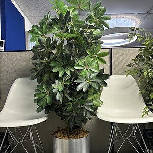 Artificial 5ft tall plant with 12in steel base for indoor decoration.