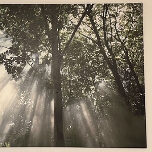Tree of Life print with sunlight filtering through trees, emphasizing natural beauty and serenity.