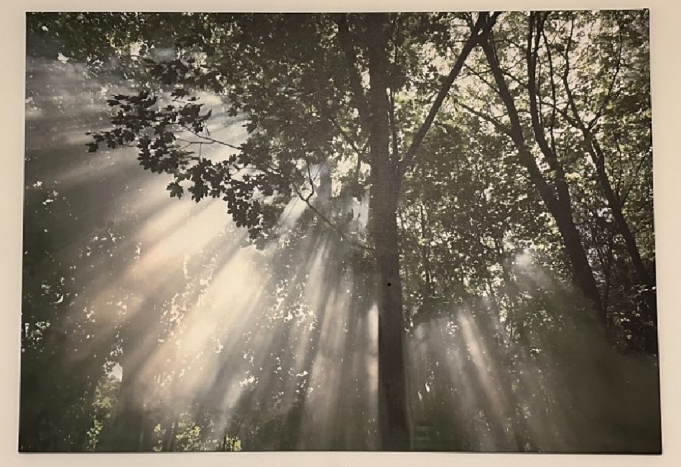 78"x56" Tree of life print