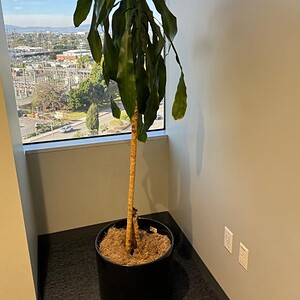 Indoor potted tree in a ceramic container for home decor.